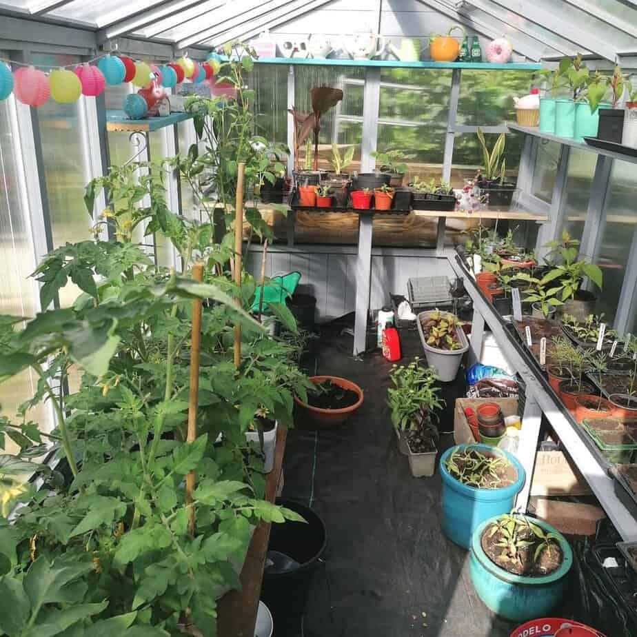 Customer’s Image: BillyOh 4000 Lincoln Wooden Polycarbonate Greenhouse