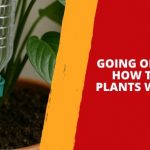 Going on Holiday? How to Water Plants While Away