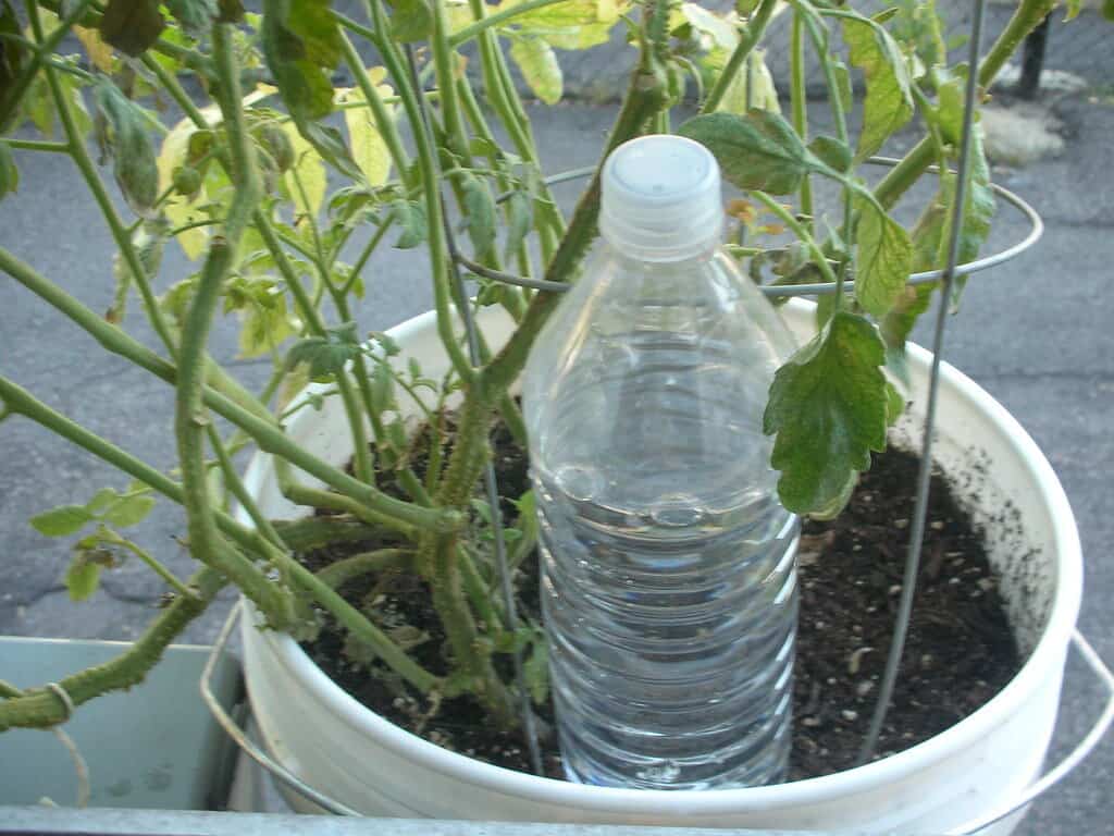 DIY drip irrigation system made from a plastic bottle, set up in a potted plant.