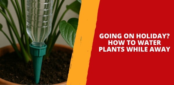 Going on Holiday? How to Water Plants While Away