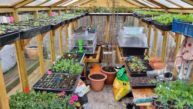 Customer’s Image: BillyOh 4000 Lincoln Wooden Clear Wall Greenhouse with Roof Vent