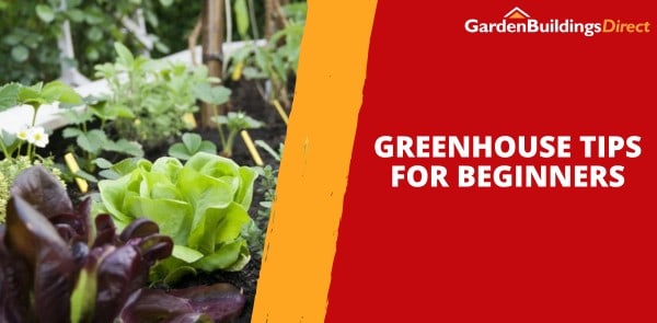 Greenhouse Tips for Beginners