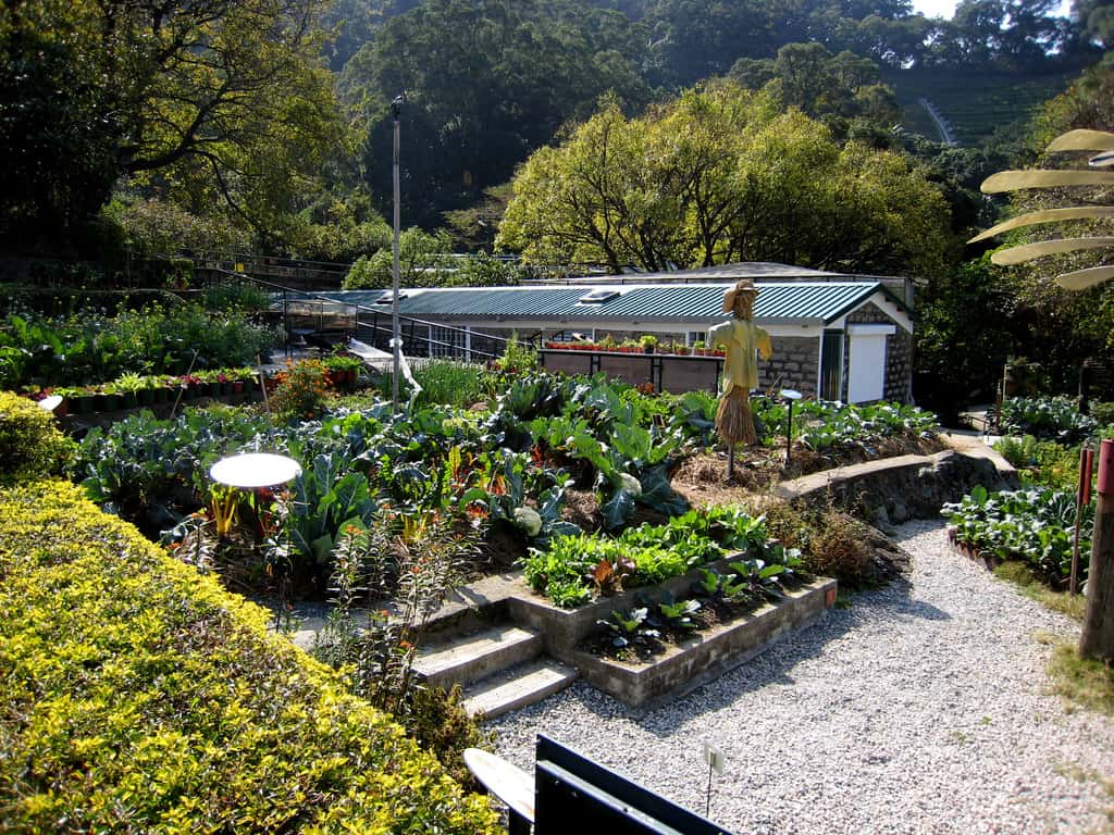 6-easy-ways-to-start-a-vegetable-patch-successfully-blog