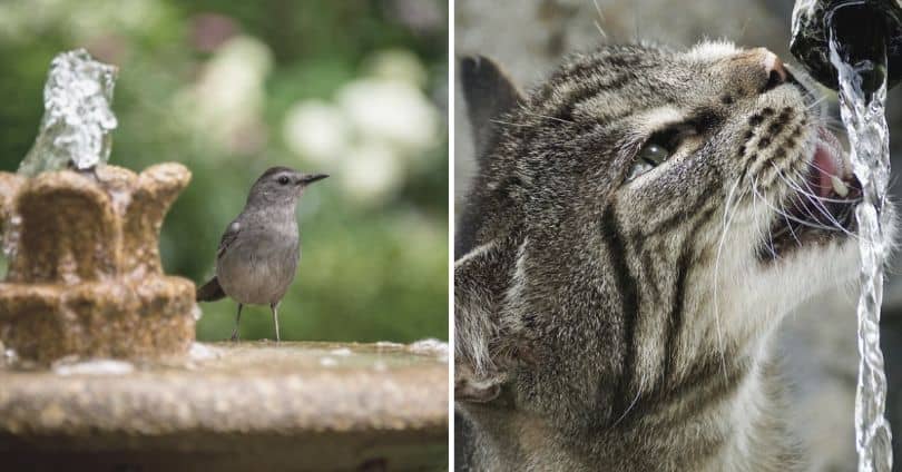 separate bird and cat at a fountain