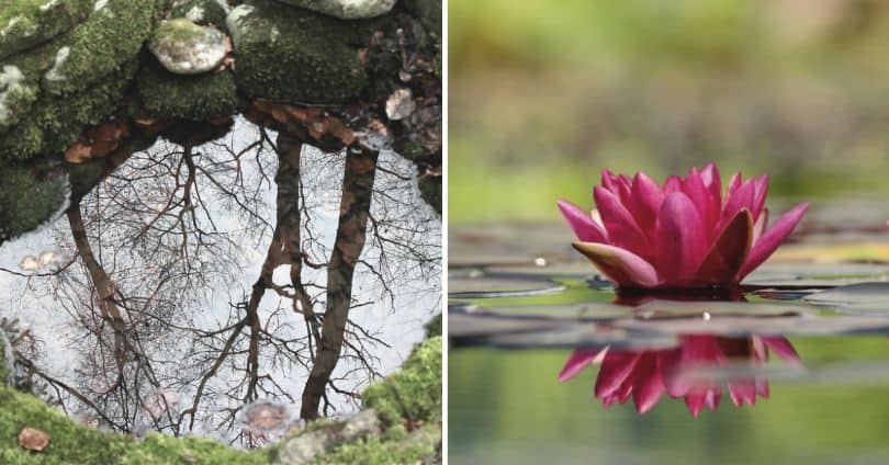 separate rock pond and flower growing on a Lili pad 