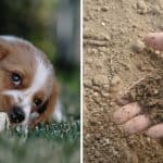 Doggy Dangers: 13 Potential Garden Hazards for Dogs