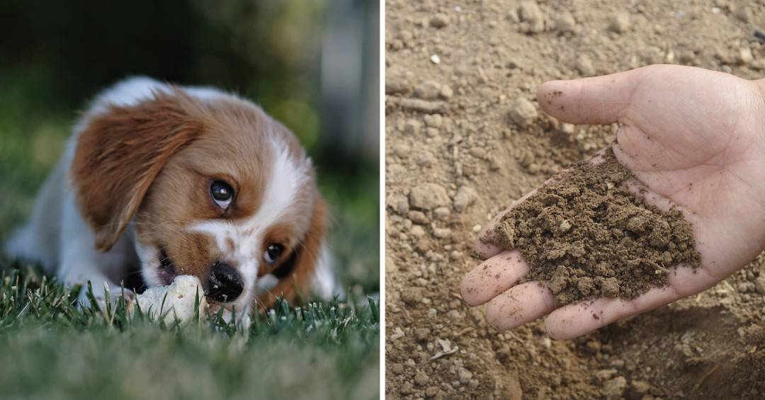 is compost bad for dogs