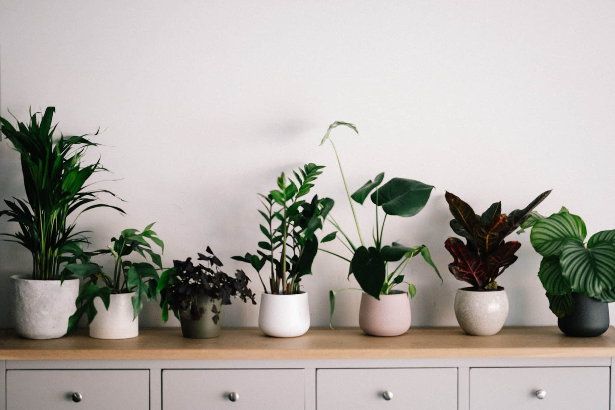 Row of houseplants in white pots on a cabinet