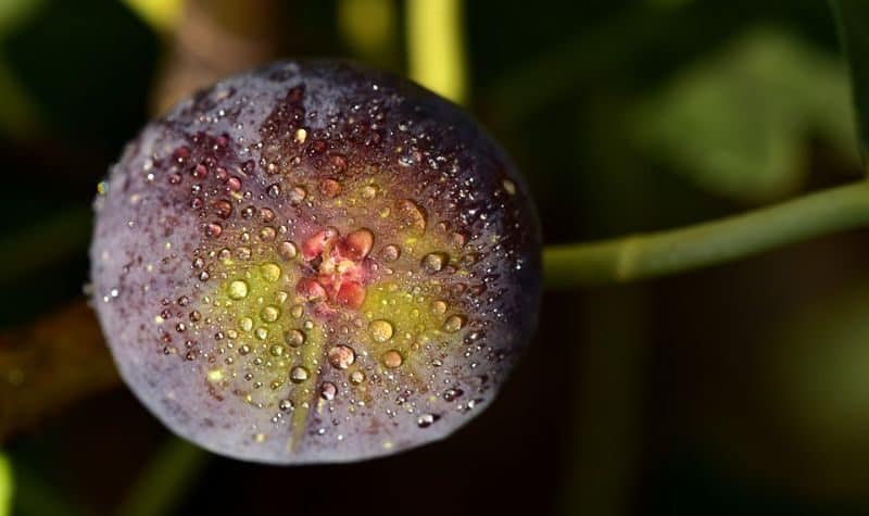 fig up close with water droplets on it