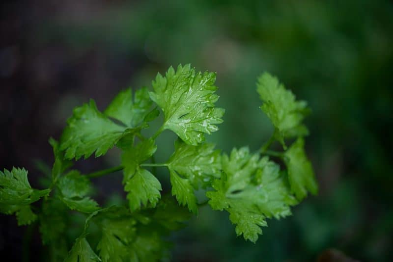 coriander plant and leaves
