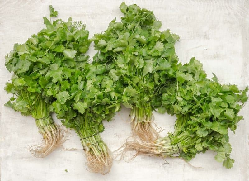 four bunches of coriander tied up on a white surface