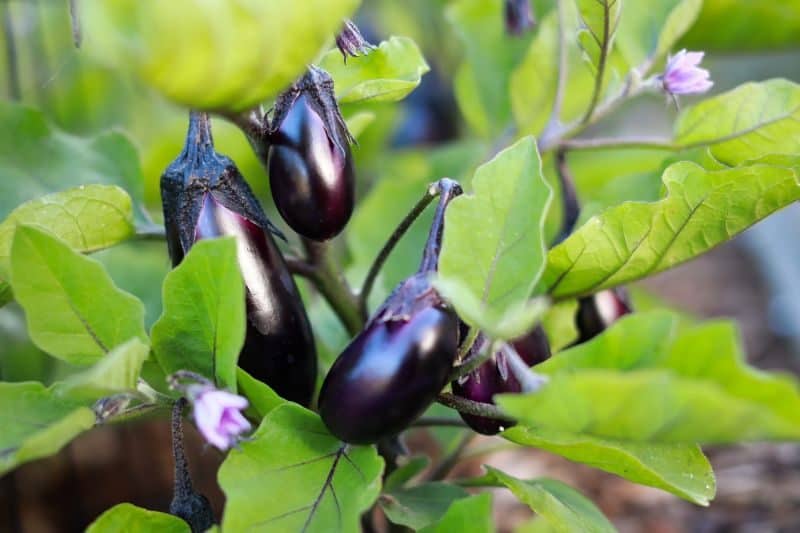 small aubergines growing from a leafy pllant