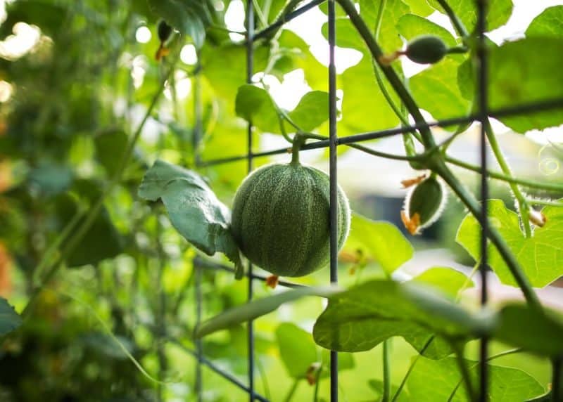 melons growing on a wire trellis