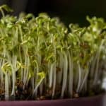 9 Best Indoor Crops You Can Grow At Home