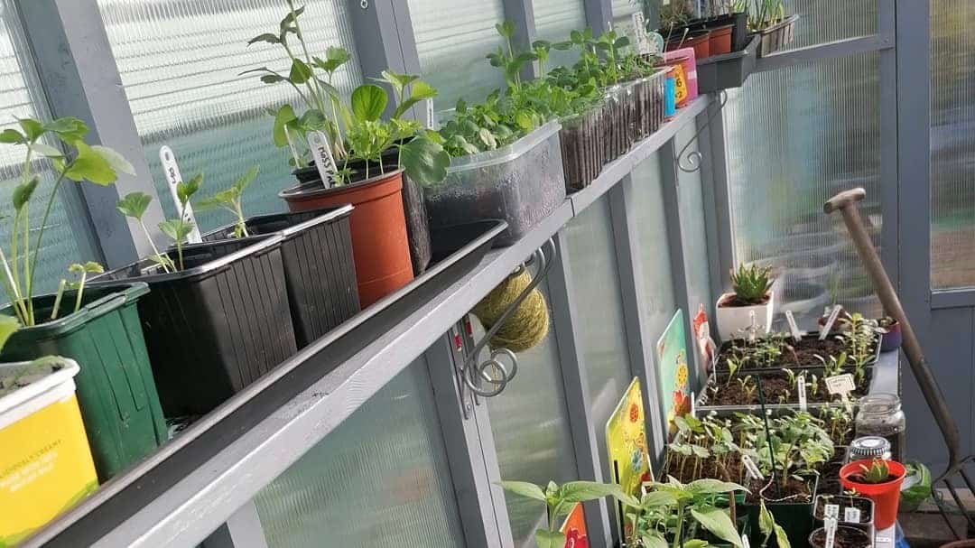 BillyOh greenhouse interior with potted plants on shelves