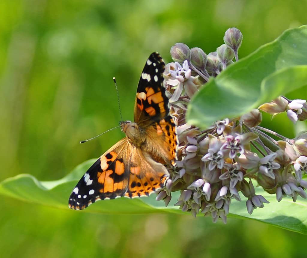 butterfly interesting facts Is Essential For Your Success. Read This To Find Out Why