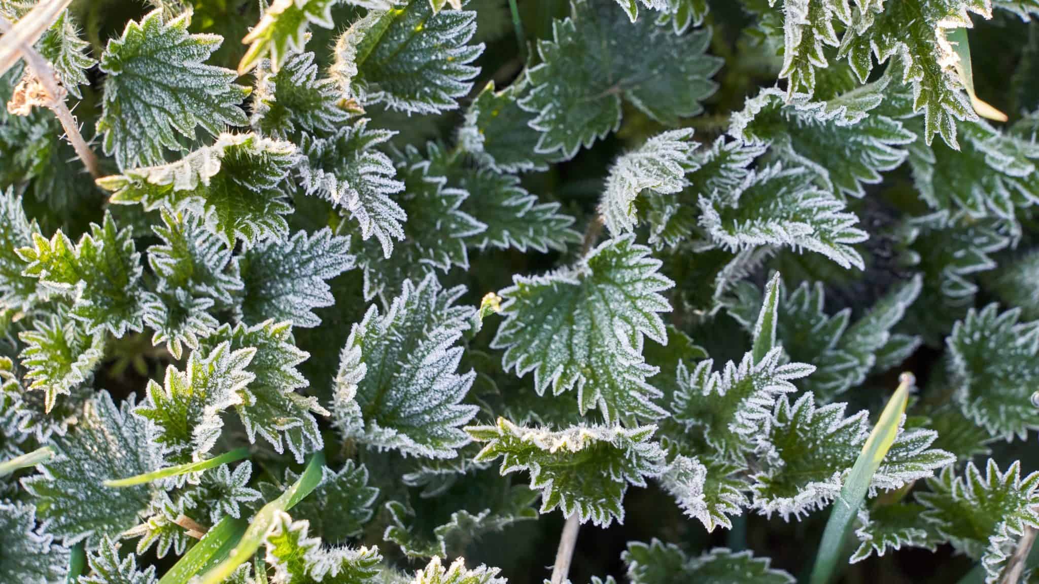 frosted plants