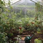 Greenhouse Gardening For Beginners – 7 Essential Tips