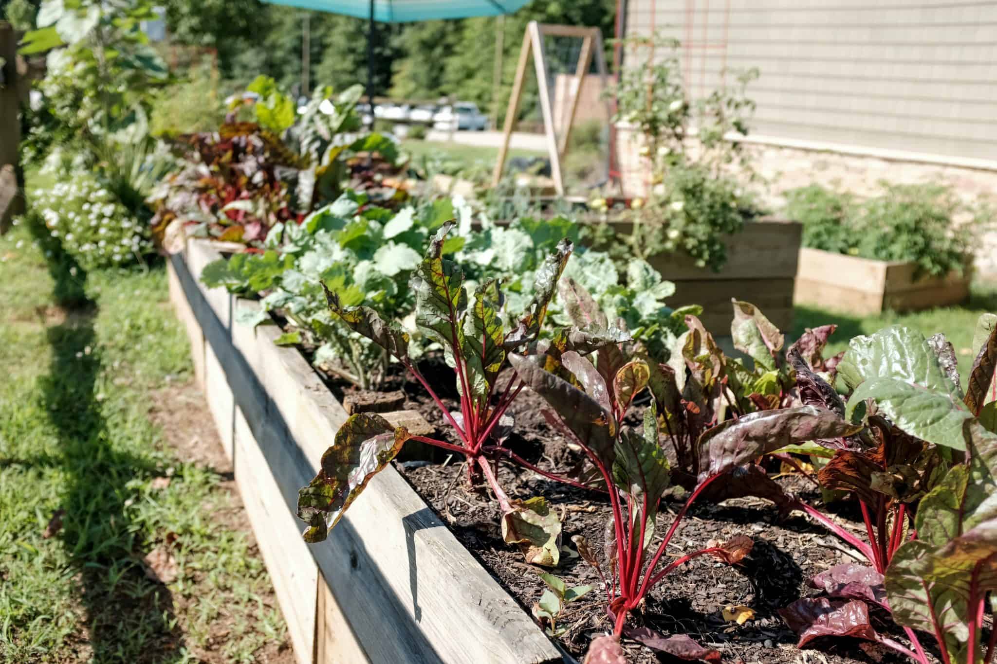 sprouting vegetables in a raised wooden planter