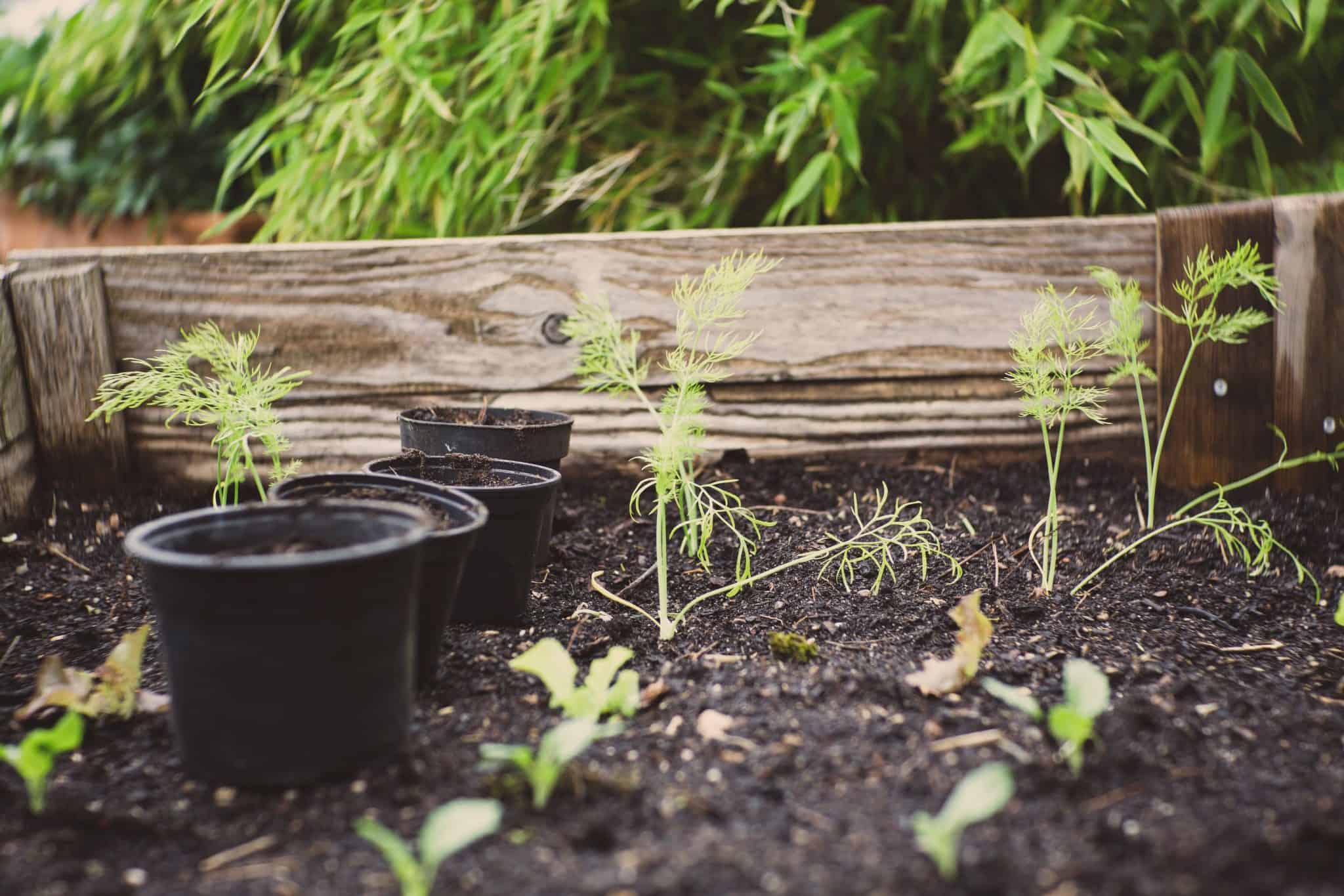 planter bed with potted plants and shoots coming out of soil