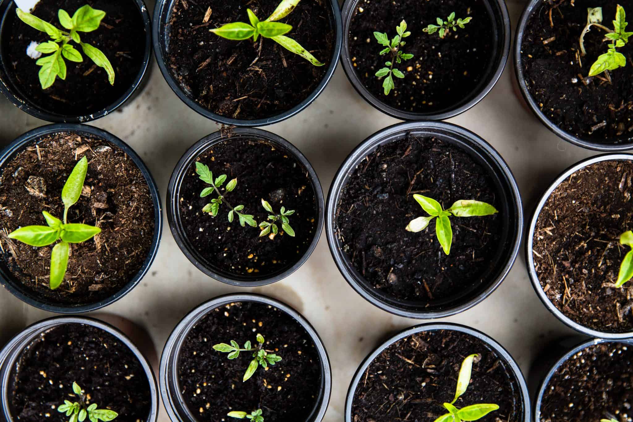 black plastic pots of budding green plants viewed from above