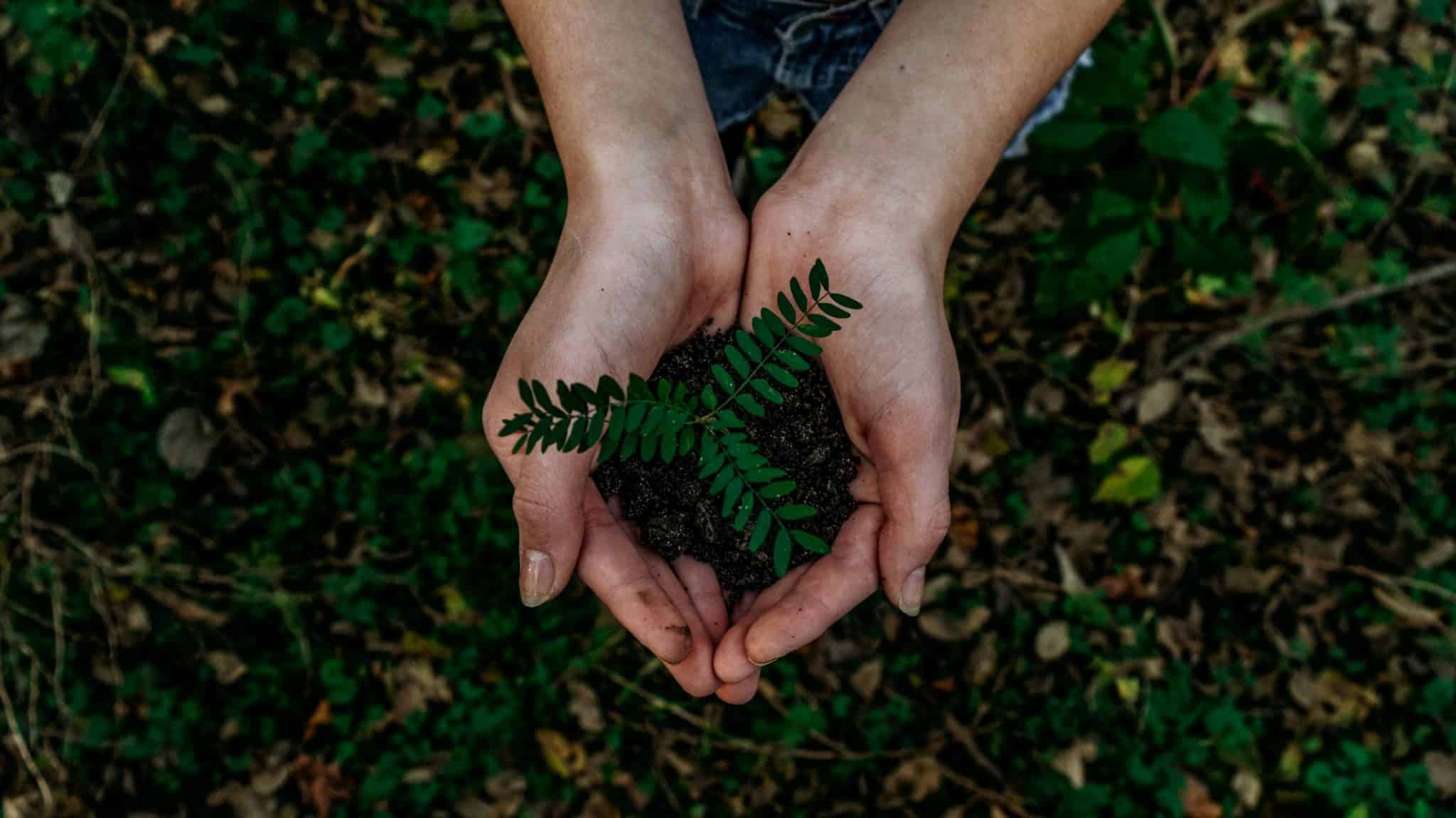 pped ahnd holding a small green plant with soil over the ground