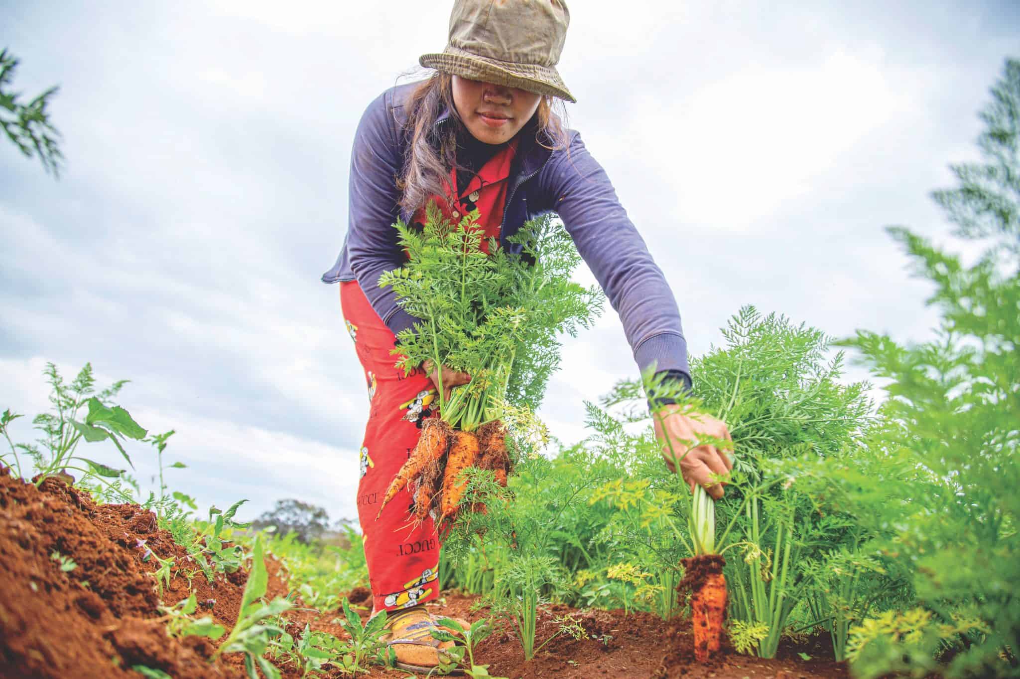 woman in red trousers wearing a low hat pulling up carrots from the soil
