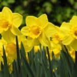 Daffodils – A Beginners Guide