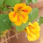 Plant Profile: Everything You Need to Know About Nasturtium