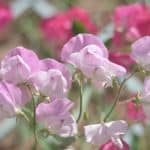Plant Profile: Everything You Need to Know About Growing Sweet Pea