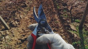 gloved Hand holding secateurs in front of dirt furrows