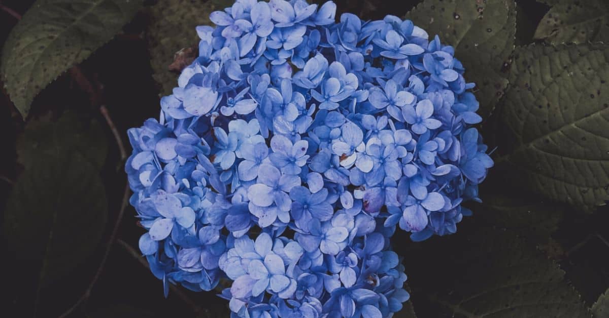shade-loving-plants-featured-image-pexels