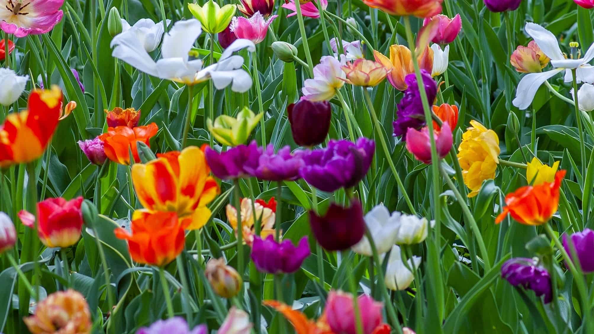 multi-coloured flowers in tall grass