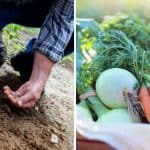 5 Ways You Can Start A Sustainable Garden This Summer