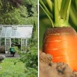 5 Clever Tips on How to Start a Garden: A Beginner’s Guide