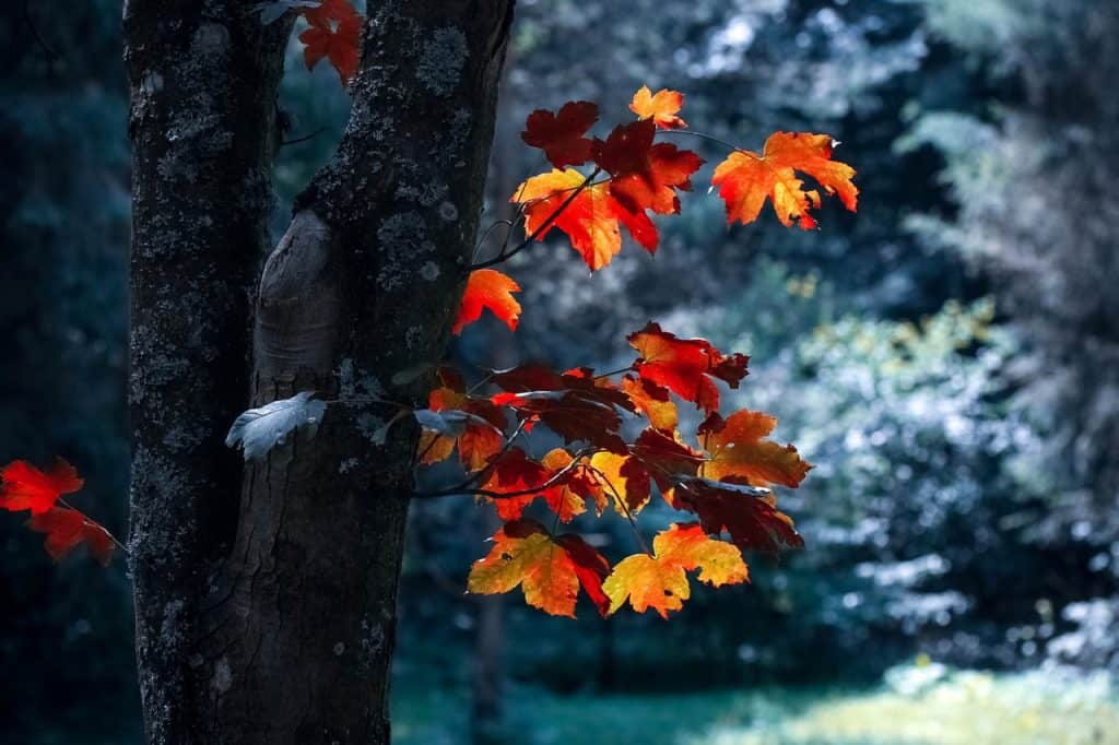A Guide To The 9 Fastest Growing UK Trees
