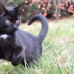 9 Ways to Keep the Cats off the Garden