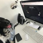 The Benefits of Having a (WFH) Office Dog