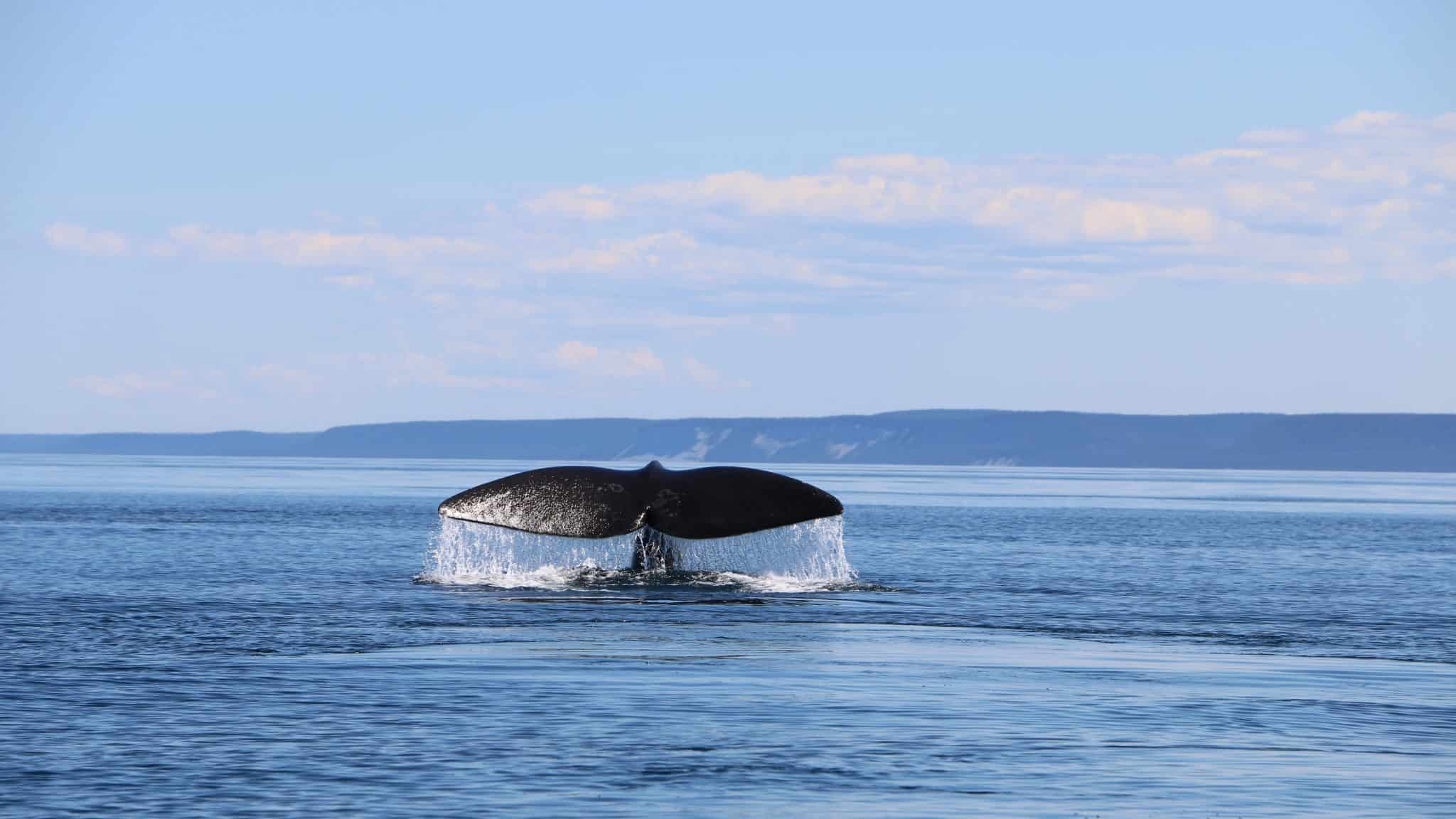 whale's tail breaching water in the sea backed by cloudy blue skies