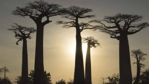 sacred-iconic-trees-around-world
